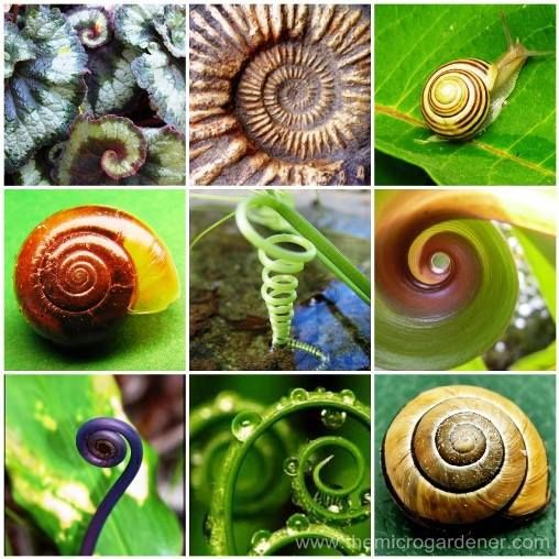 spirales nature.jpg